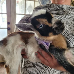 Bennie – Goats for sale!