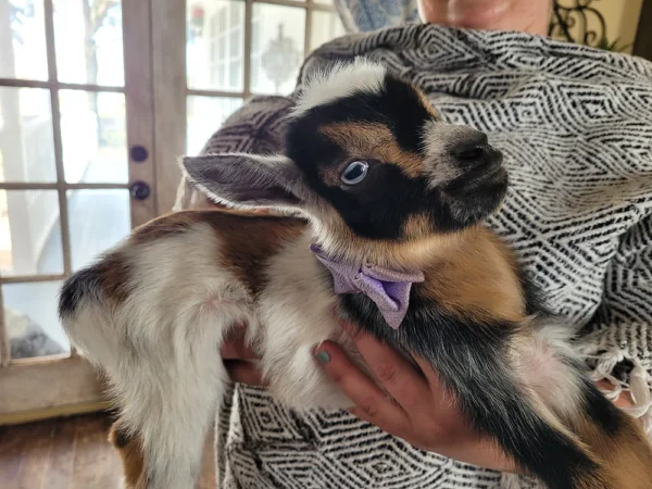 Bennie – Goats for sale!