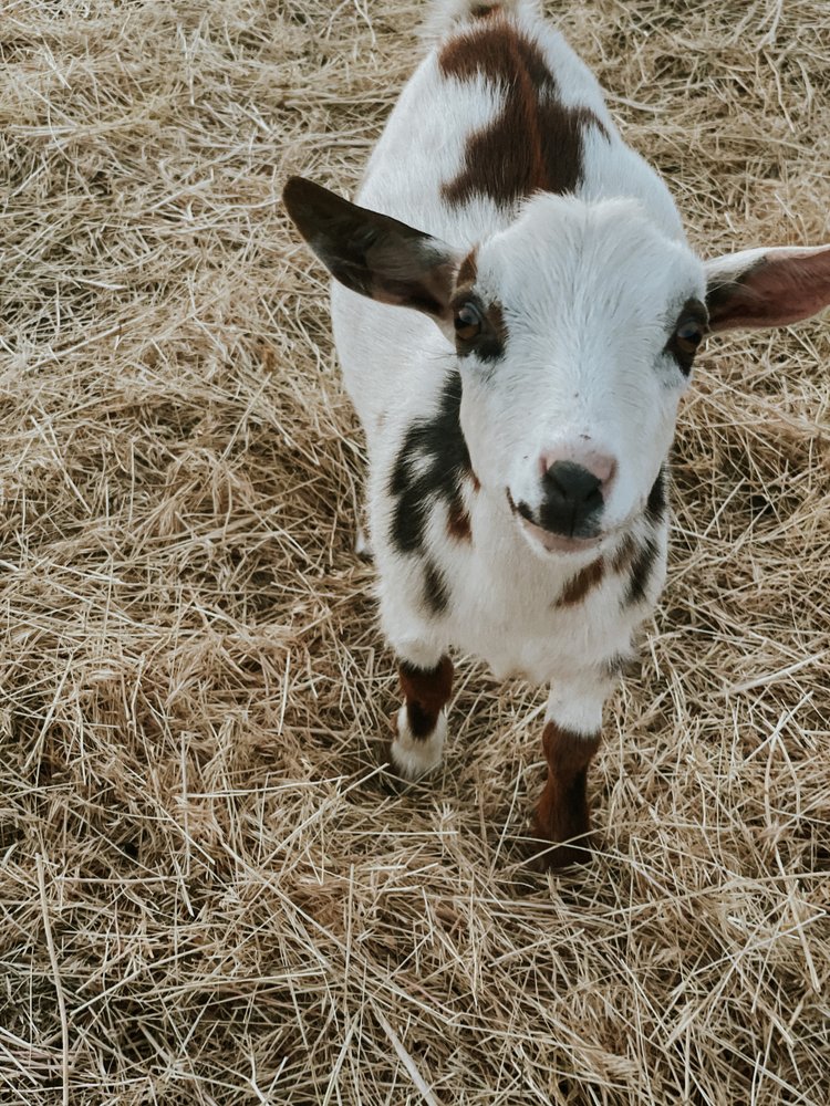 Bracken Oaks Eloise - Goats for sale.