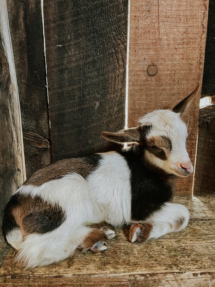 Bracken Oaks Ina - Goats for sale.