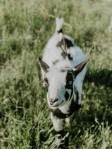 Buy Goats for Sale - Brackenoaks Farms