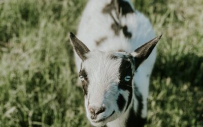 Buy Goats for Sale at Brackenoaks Farms: Your Ultimate Guide 🐐