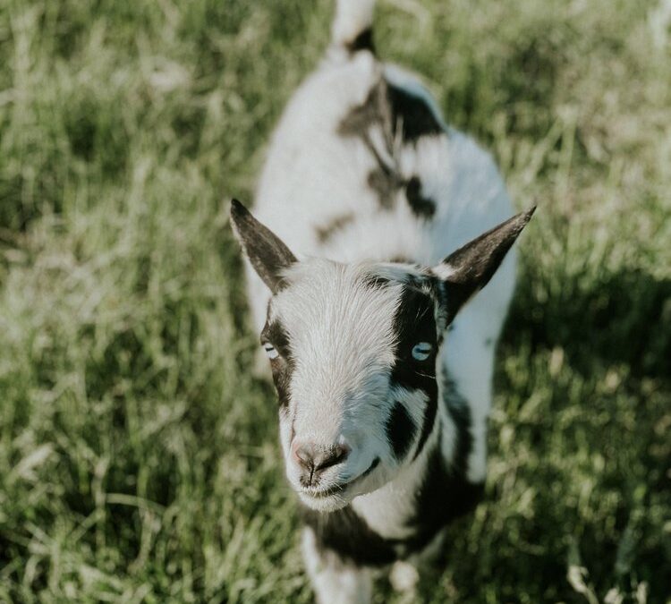 Buy Goats for Sale - Brackenoaks Farms