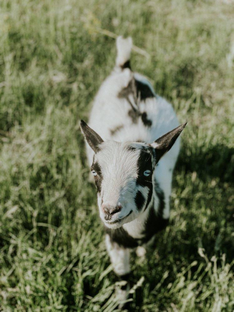 Buy Pygmy Goats for Sale - Brackenoaks Farms.