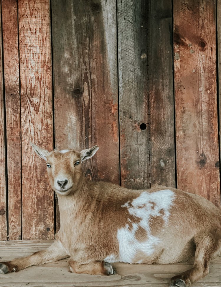 Bracken Oaks Mills - Goats for sale.