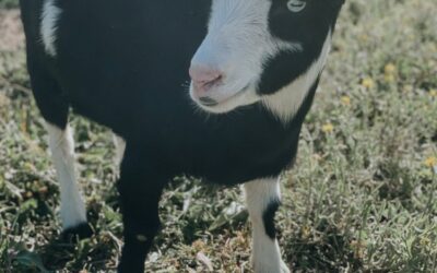 Order Goats for Sale: A Comprehensive Guide for Bracken Oaks Farms 🐐