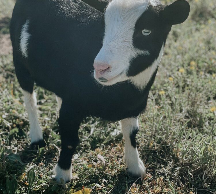 Order Goats for Sale - Goats for sale.