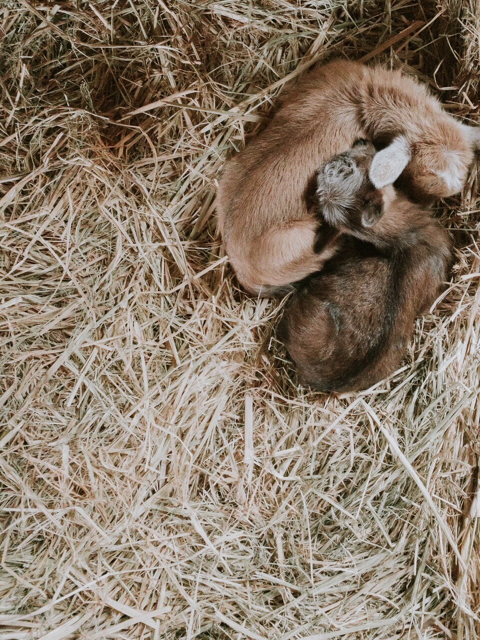 Bracken Oaks baby goat - Goats for sale.