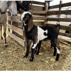 Buy Mini Nubian Goats - Brackenoaks Farms