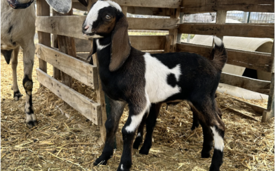 Buy Mini Nubian Goats at Brackenoaks Farms: Your Ultimate Guide 🐐