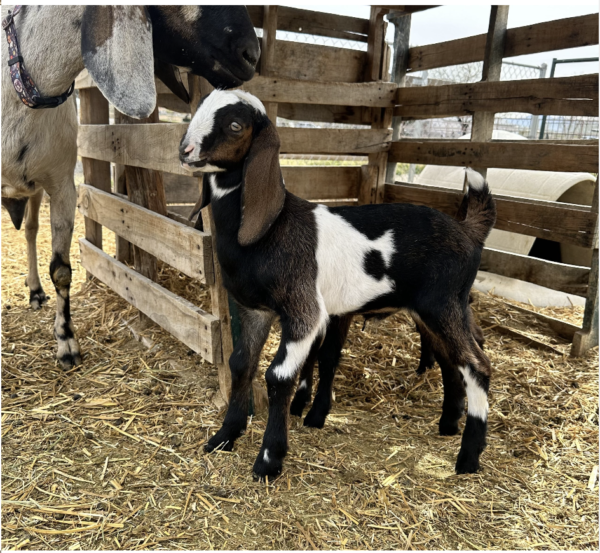 Buy Mini Nubian Goats - Brackenoaks Farms