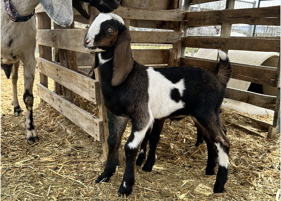 Buy Mini Nubian Goats at Brackenoaks Farms: Your Ultimate Guide 🐐