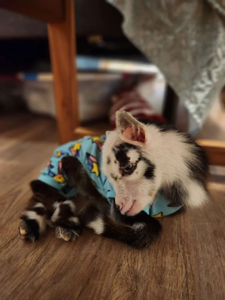 Chandler - Goats for sale.