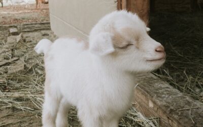 Buy Pygmy Goats for Sale at Brackenoaks Farms: Your Comprehensive Guide 🐐