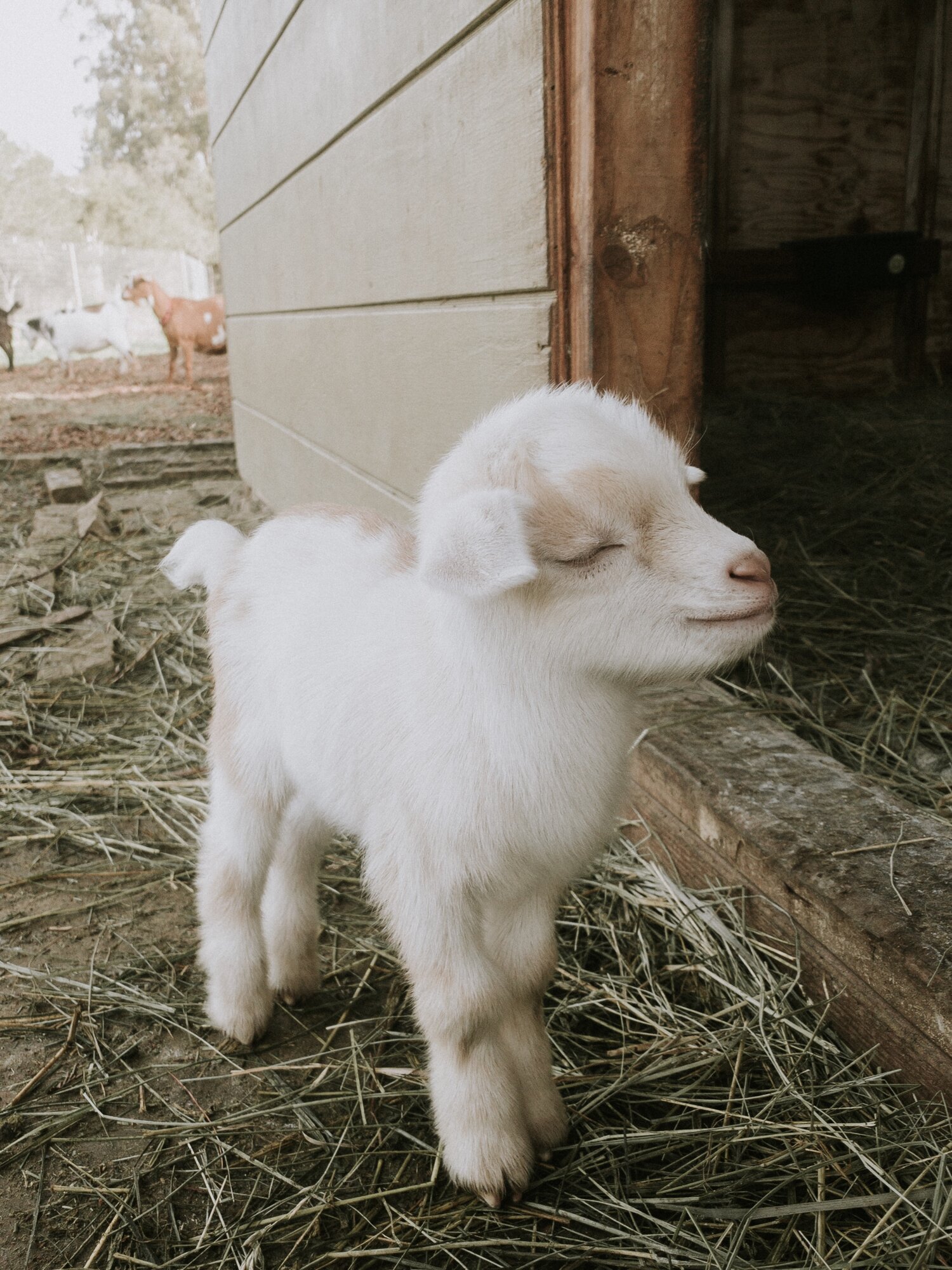 Cute Baby Goat - Goats for sale.