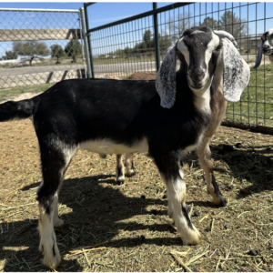 DUKE – Nubian Goats for sale.