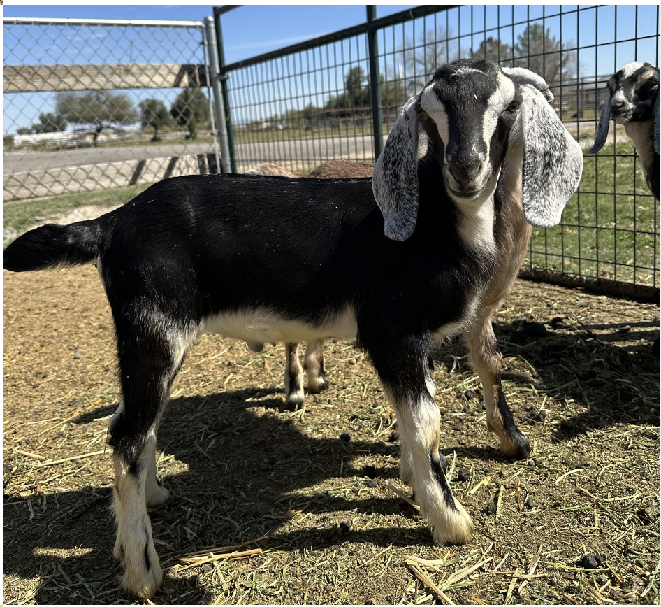 DUKE – Nubian Goats for sale.