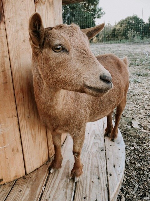 Order Goats for Sale - Goats for sale.