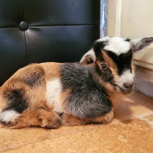 Goats for Sale Near Me - Bracken Oaks Farms.