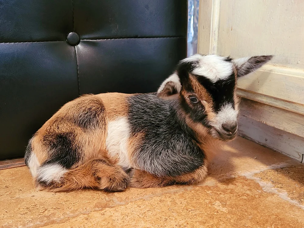 Goats for Sale Near Me - Bracken Oaks Farms.