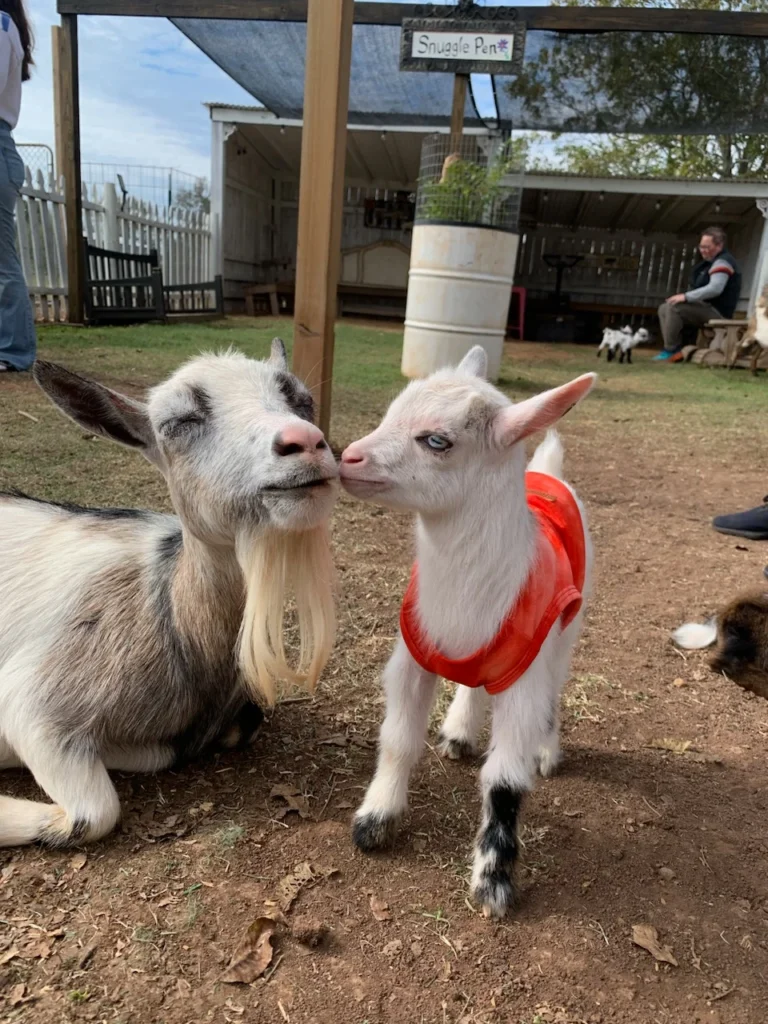 Buy Goats for Sale - Brackenoaks Farms