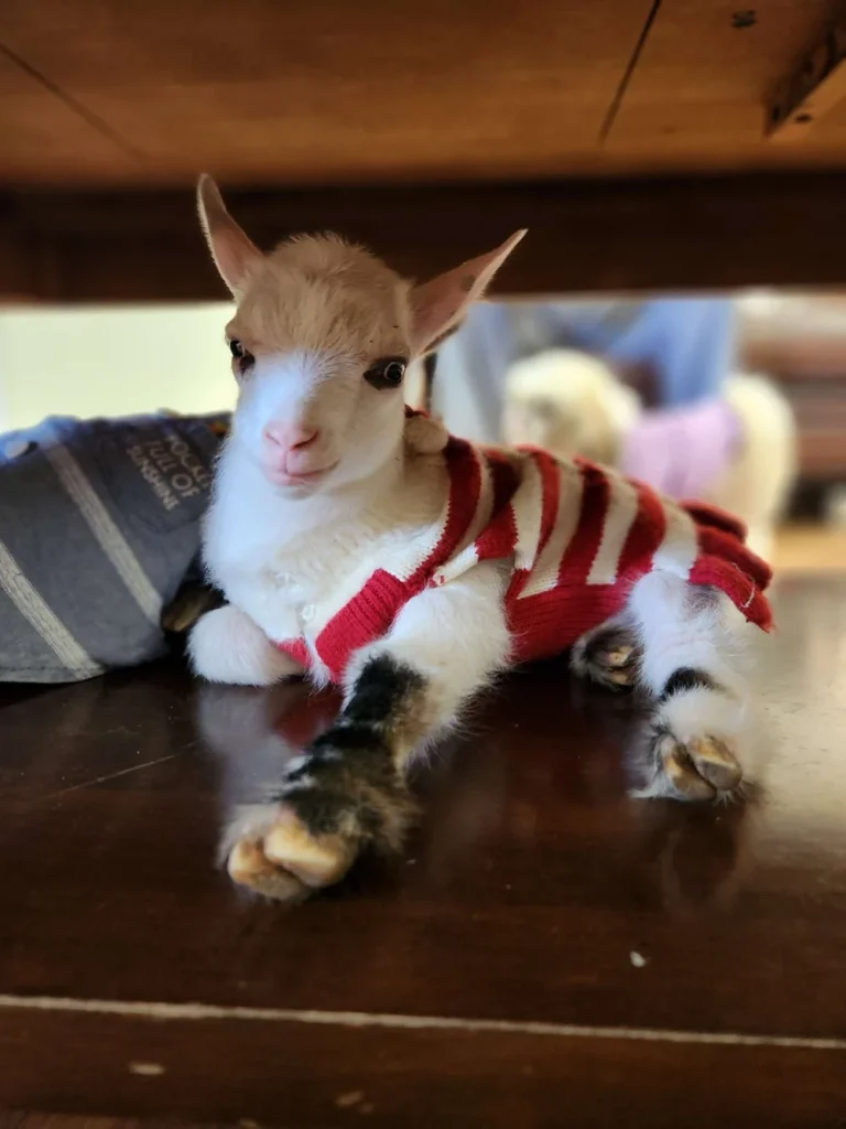 Joey - Goats for sale.