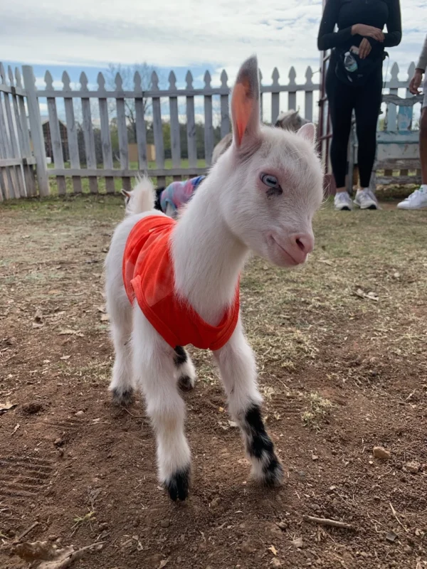 Joey - Goats for sale!