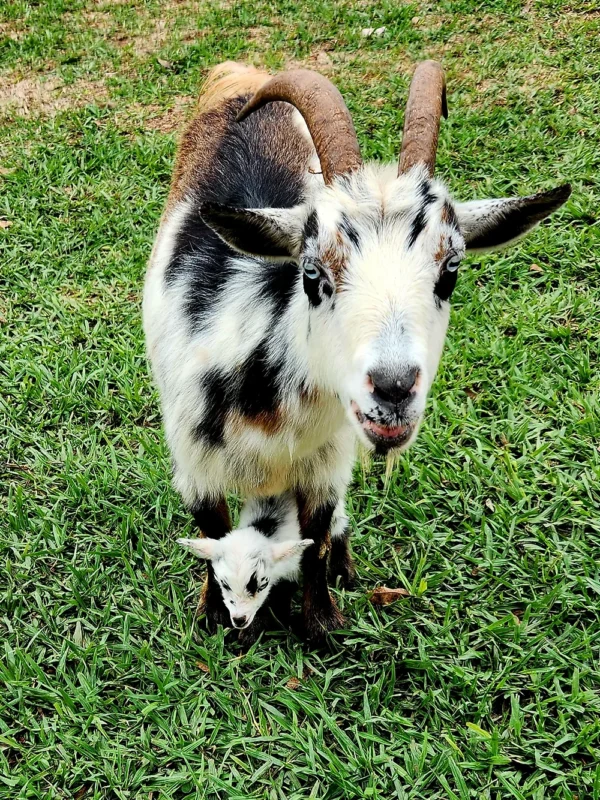 Karl - Goats for sale!