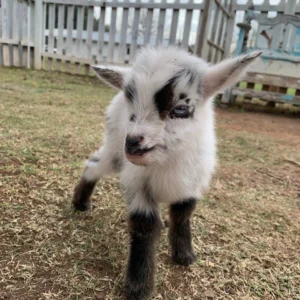 Pygmy Goats for Sale Near You - Brackenoaks Farms 🐐