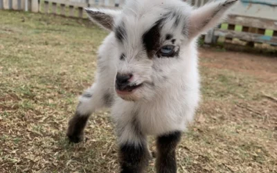 Discover Pygmy Goats for Sale Near You at Brackenoaks Farms 🐐