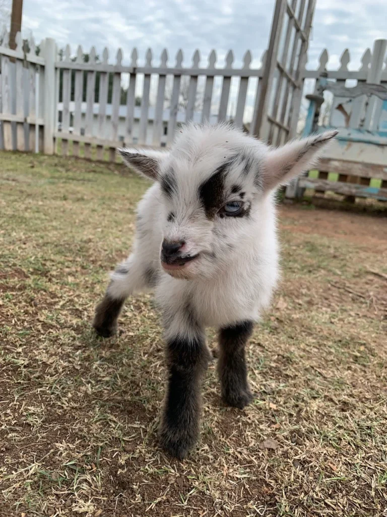 Buy Pygmy Goats for Sale - Brackenoaks Farms.