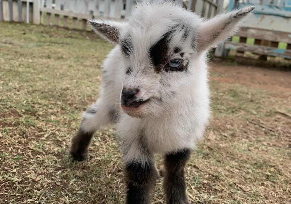 Discover Pygmy Goats for Sale Near You at Brackenoaks Farms 🐐