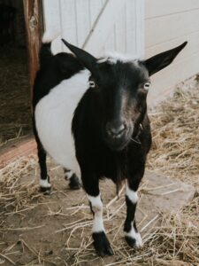 Goats for Sale Near Me - Bracken Oaks Farms.