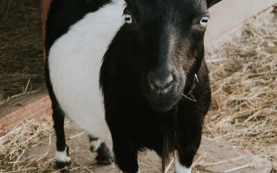 Goats for Sale Near Me: A Comprehensive Guide to Finding Your Perfect Goat 🐐