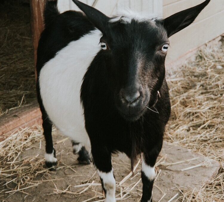 Goats for Sale Near Me - Bracken Oaks Farms.