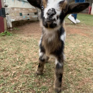 Maximus - Goats for sale!