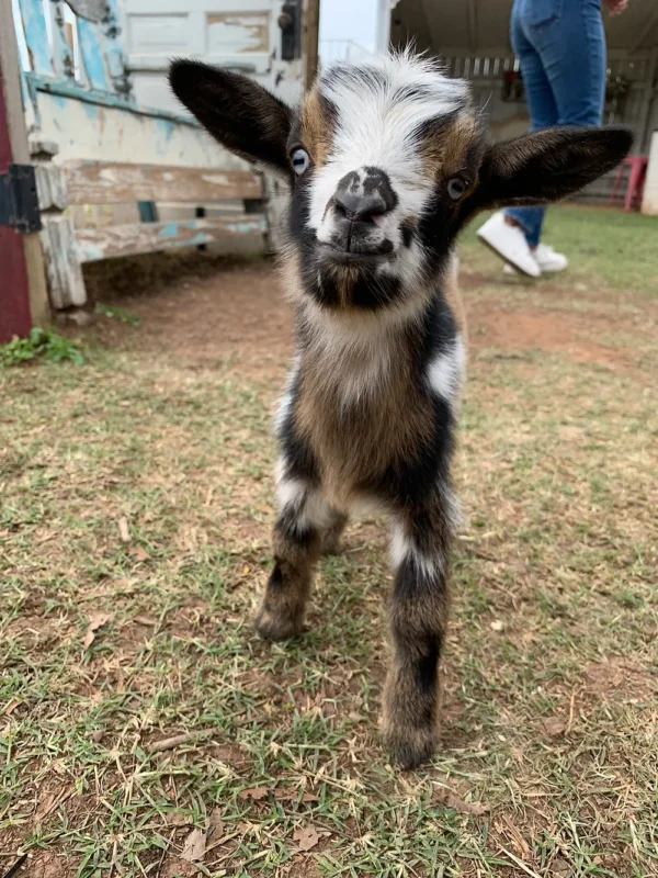 Maximus - Goats for sale!