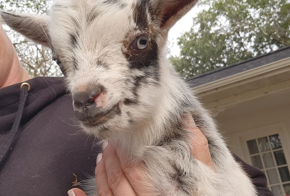 Discover Mini Goats for Sale at Brackenoaks Farms 🐐