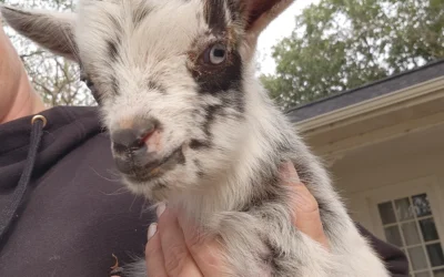 Discover Mini Goats for Sale at Brackenoaks Farms 🐐