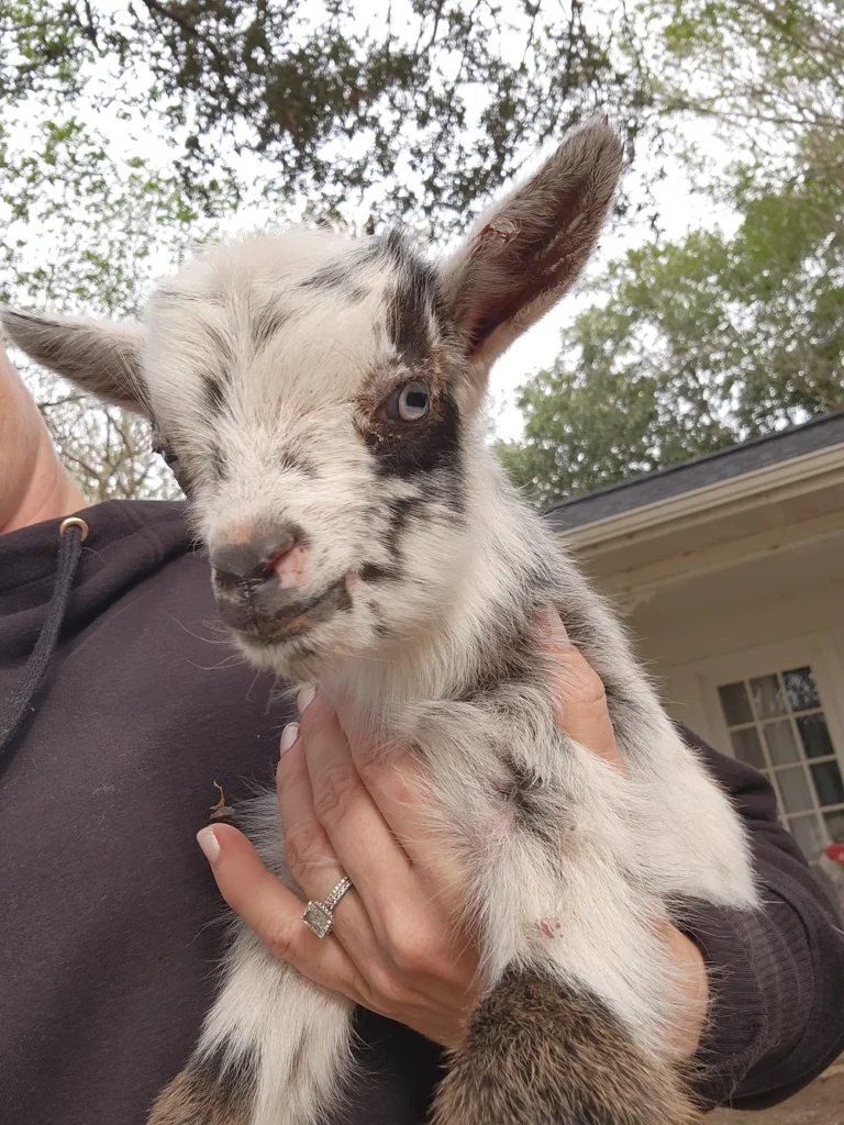 Goats for Sale Near Me - Bracken Oaks Farms.