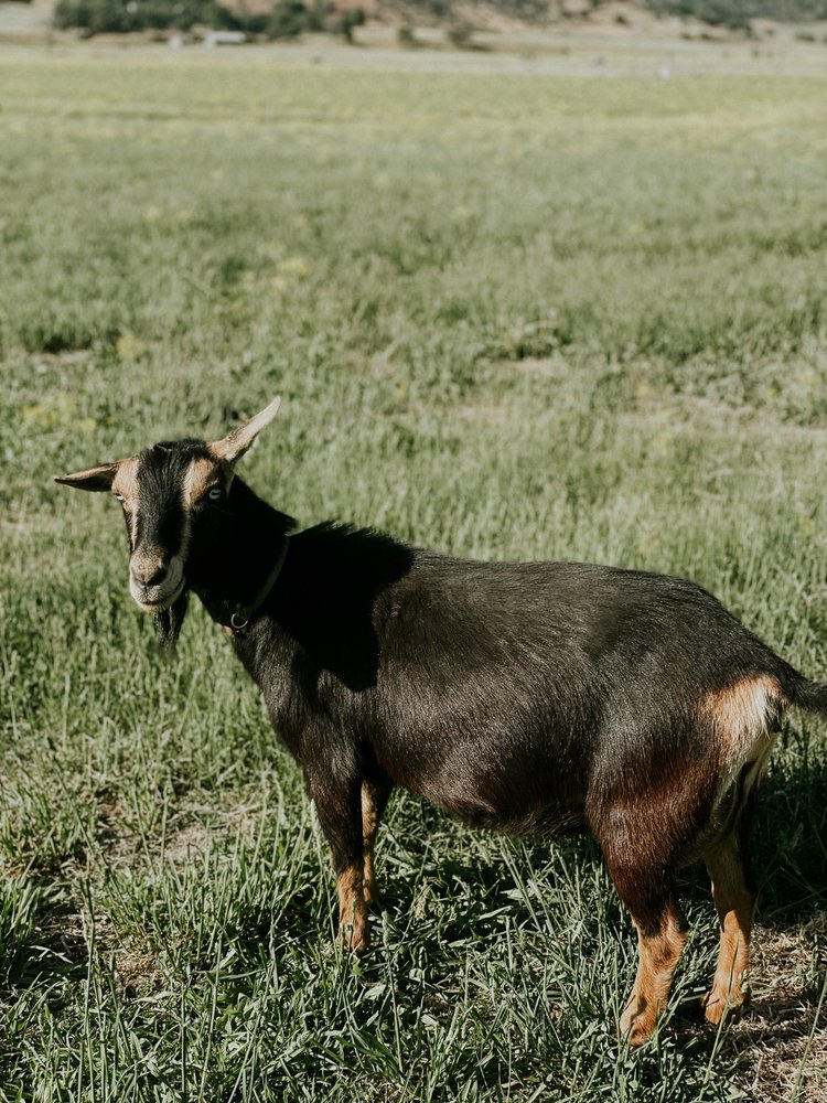 Owlhaven Rye - Goats for sale.