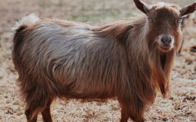 The Ultimate Guide to Purchasing Goats Online: Everything You Need to Know