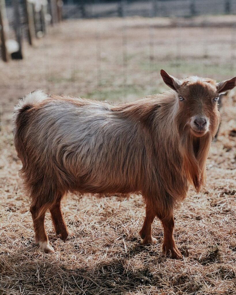 Purchase goats online - Goats for sale.