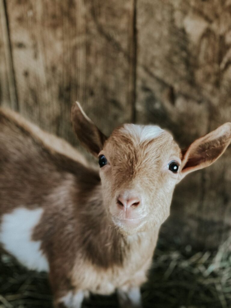 Purchase goats online - Goats for sale.