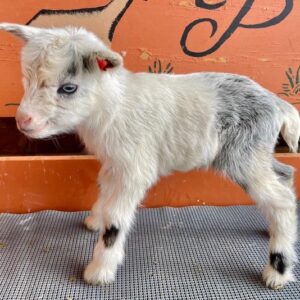 Ruby – Nigerian Dwarf Goats for sale .