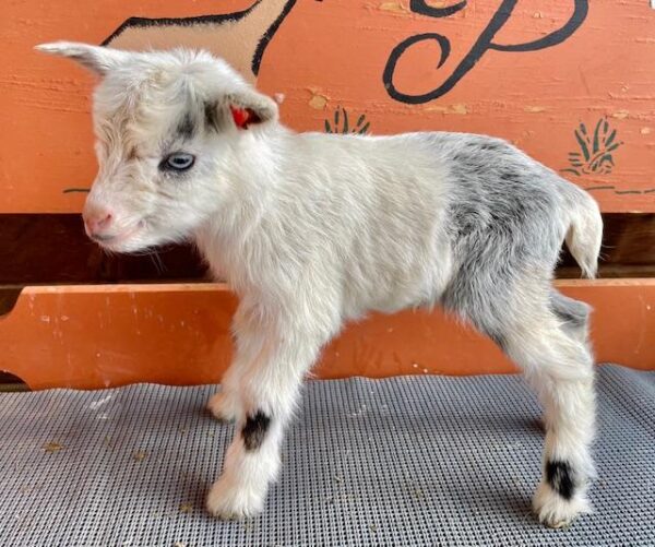 Ruby – Nigerian Dwarf Goats for sale .