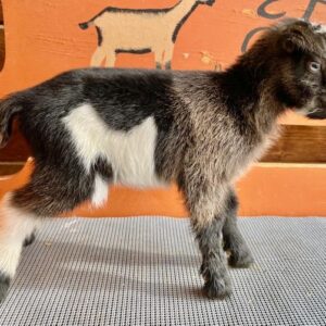 Sona – Nigerian Dwarf Goats for sale.