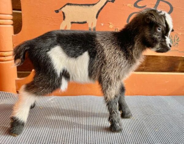 Sona – Nigerian Dwarf Goats for sale.