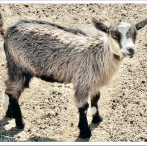 Sonia – Nigerian Dwarf Goats for sale