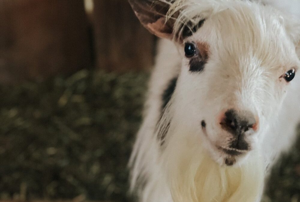 Buy Pygmy Goats for Sale at Brackenoaks Farms: Your Comprehensive Guide 🐐